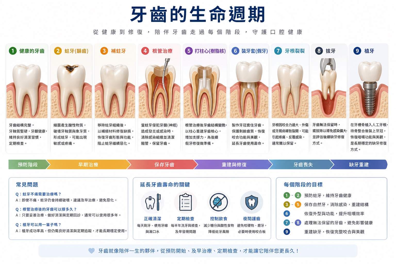 🦷【你的牙齒正處於哪個階段?一張圖看懂「牙齒的生命週期」】 🦷【你的牙齒正處於哪個階段?一張圖看懂「牙齒的生命週期」】